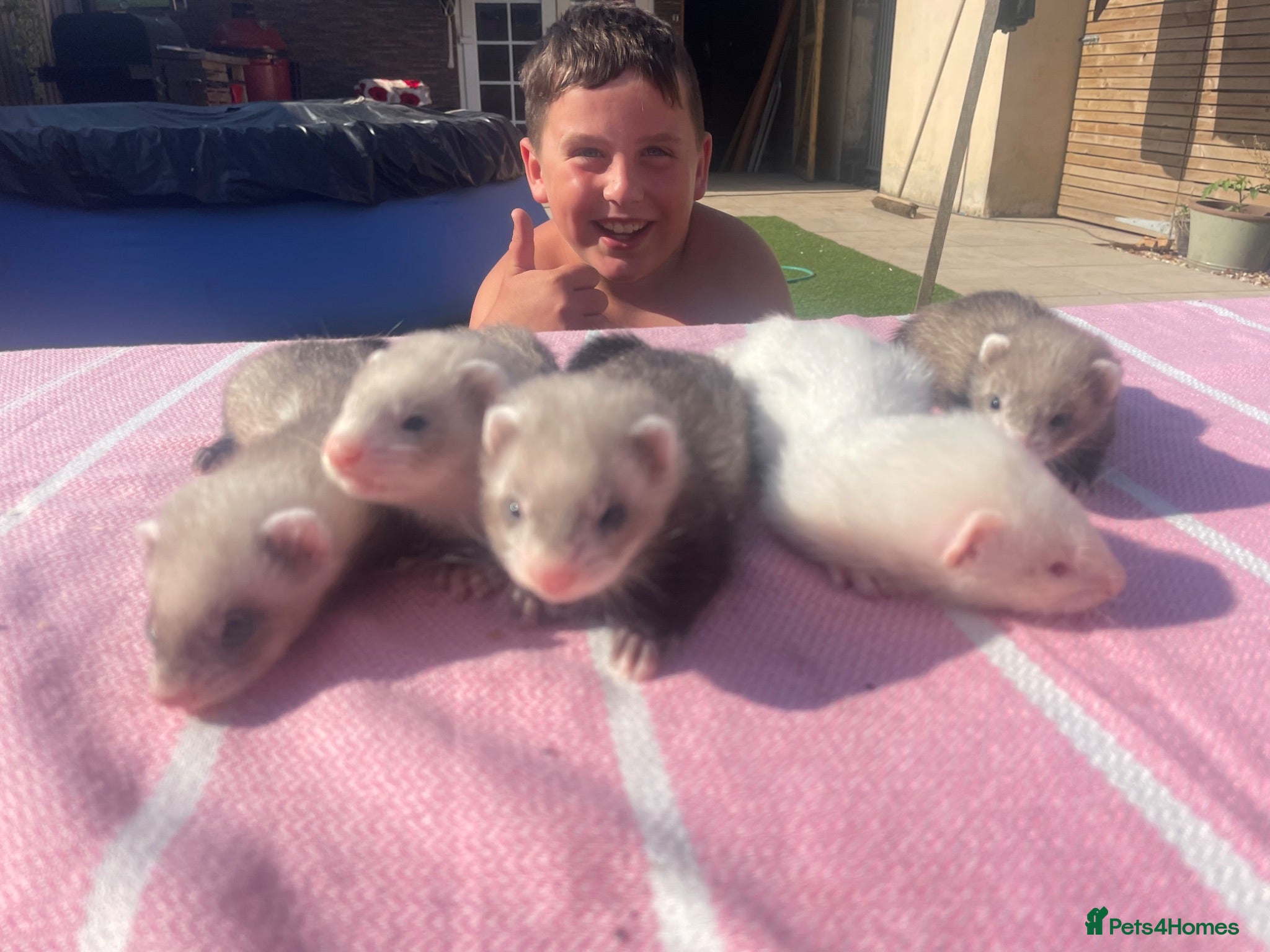 Ferret rodents Micro ferret kits - Advert 2