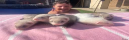 Ferret rodents for sale: Micro ferret kits - Advert 2