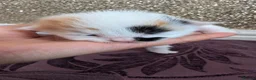 Mixed Breed cats for sale: £40 each or 2 for £70 - read description :) in Liverpool - Advert 21