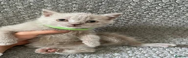 British Shorthair 3