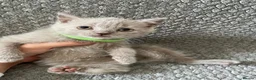 British Shorthair cats for sale: GCCF British Shorthair Kittens – Blue & Lilac - Advert 6