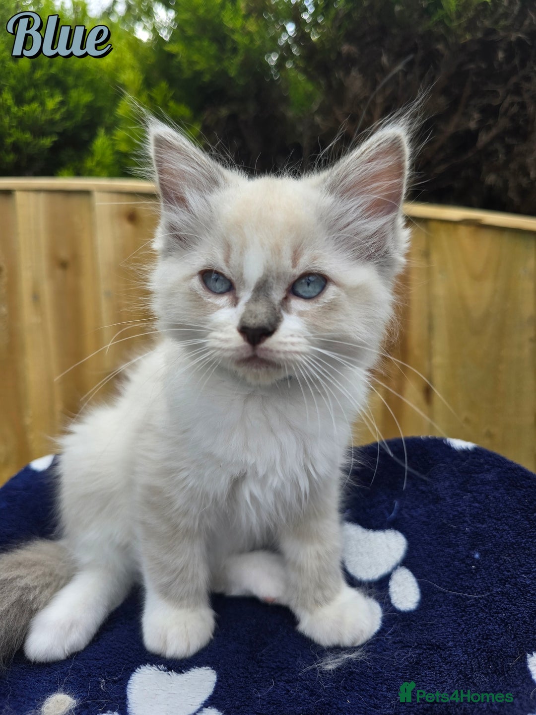 Ragdoll cats for sale: 🤍 STUNNING GCCF REGISTERED RAGDOLL KITTENS 🤍🤍 - Image 4