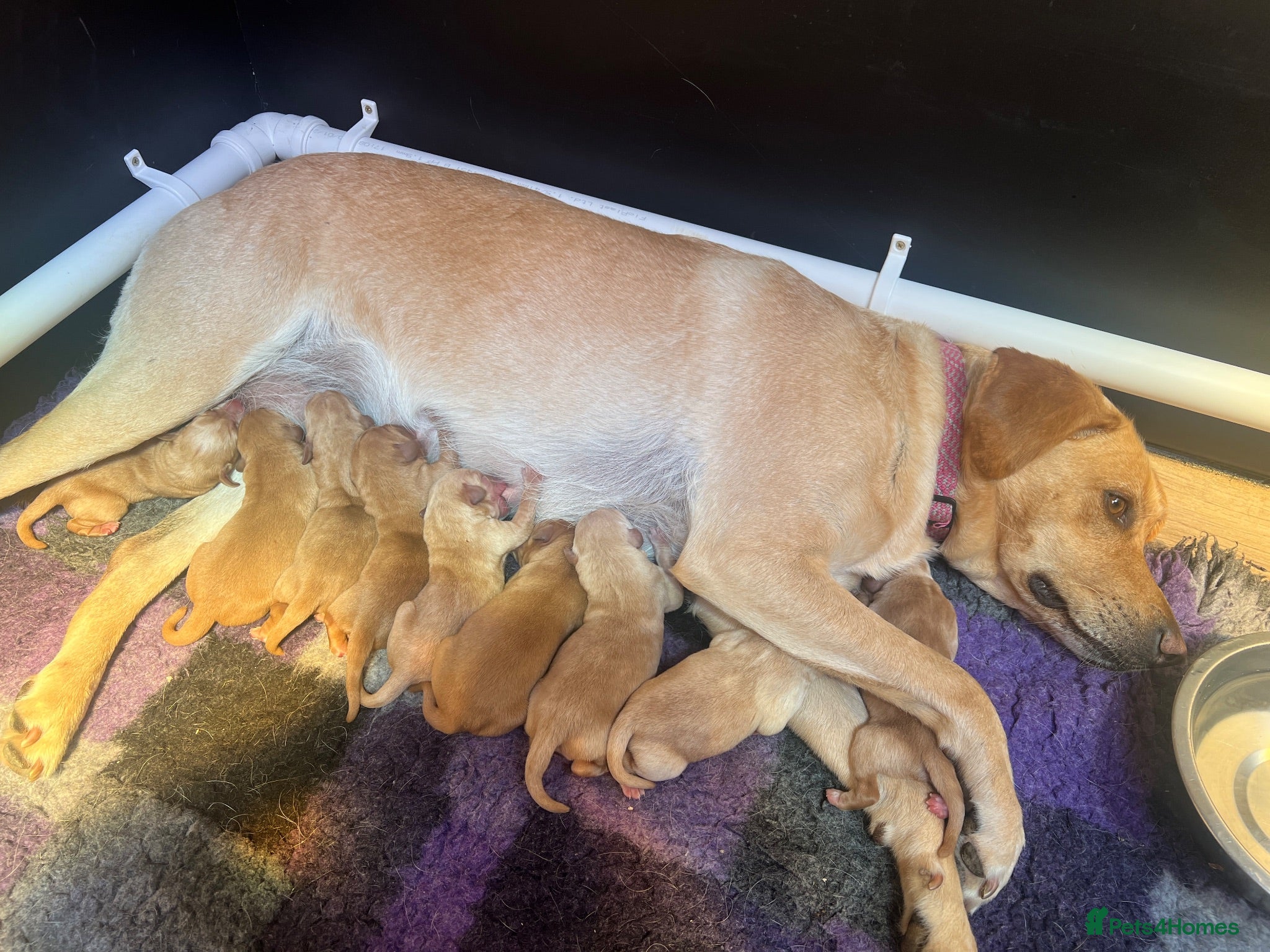 Labrador Retriever dogs STUNNING FAMILY KC RED & YELLOW LABRADORS  - Advert 2