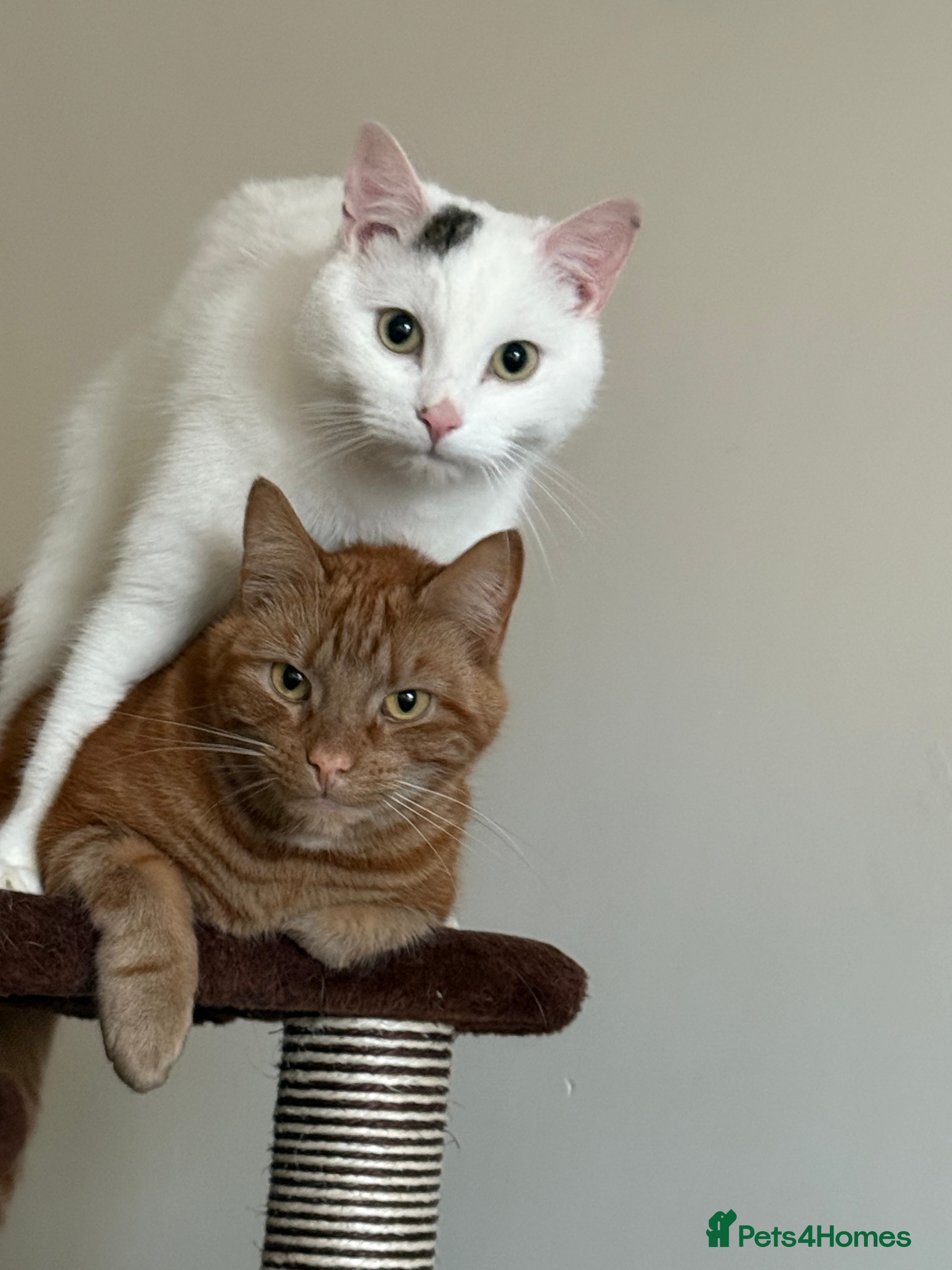 Mixed Breed cats Cats  - Advert 7