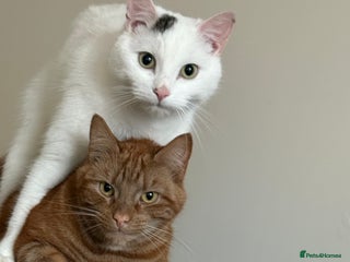 Mixed Breed cats Cats - Advert 3