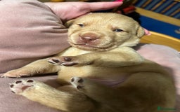 Labrador Retriever dogs for sale: Beautiful Labrador puppies 4 coats colour  - Image 15