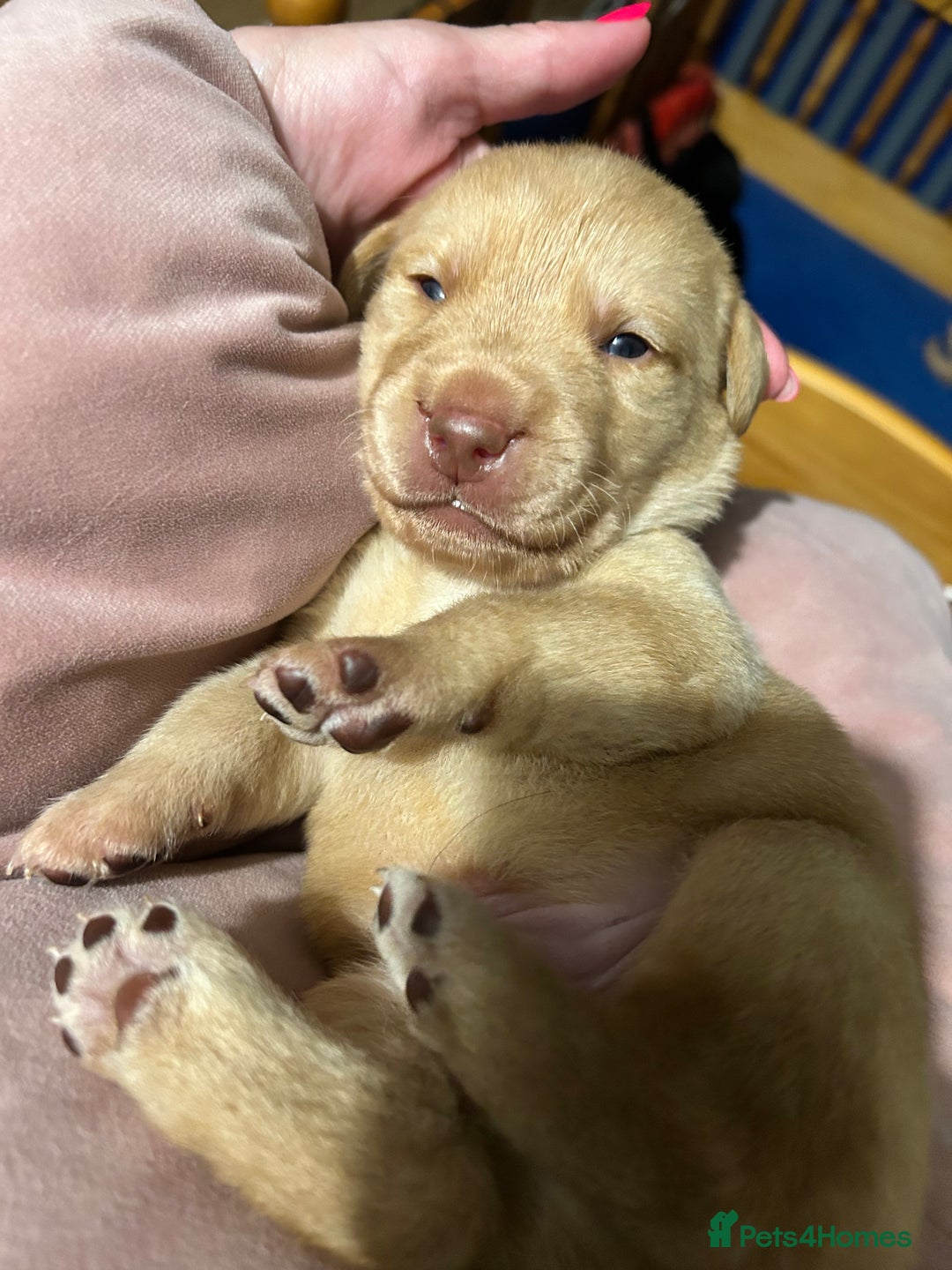 Labrador Retriever dogs for sale: Beautiful Labrador puppies 4 coats colour  - Image 15