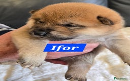 Japanese Shiba Inu dogs for sale: Gorgeous Shibas  - Image 25