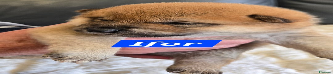 Japanese Shiba Inu Puppy 1