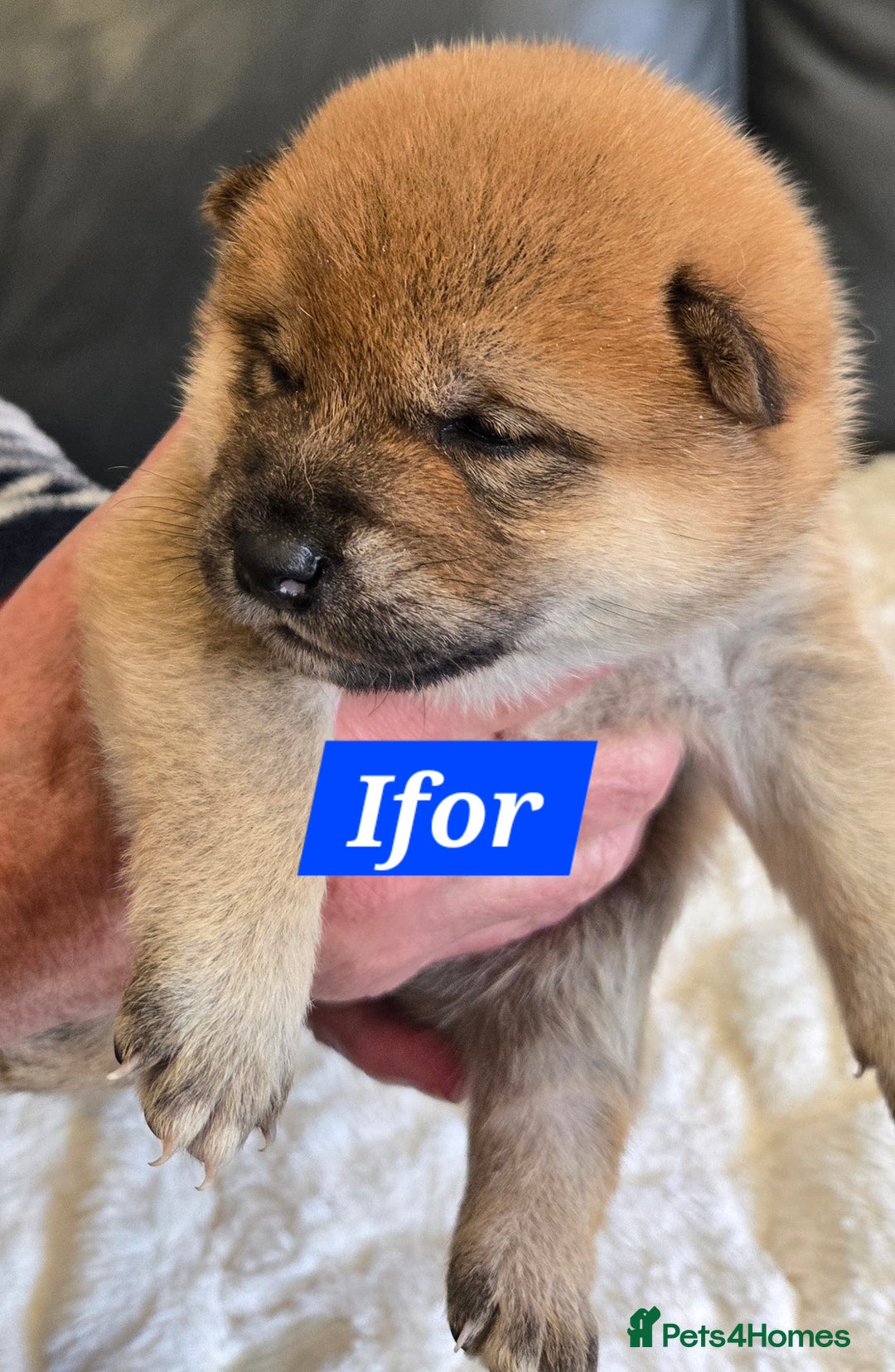 Japanese Shiba Inu dogs for sale: Gorgeous Shibas  - Image 25