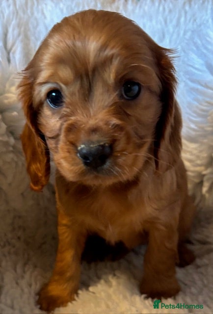 Cockalier dogs Superb Cockalier puppies - health tested parents - Advert 17