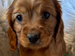 Cockalier dogs Superb Cockalier puppies - health tested parents - Advert 17