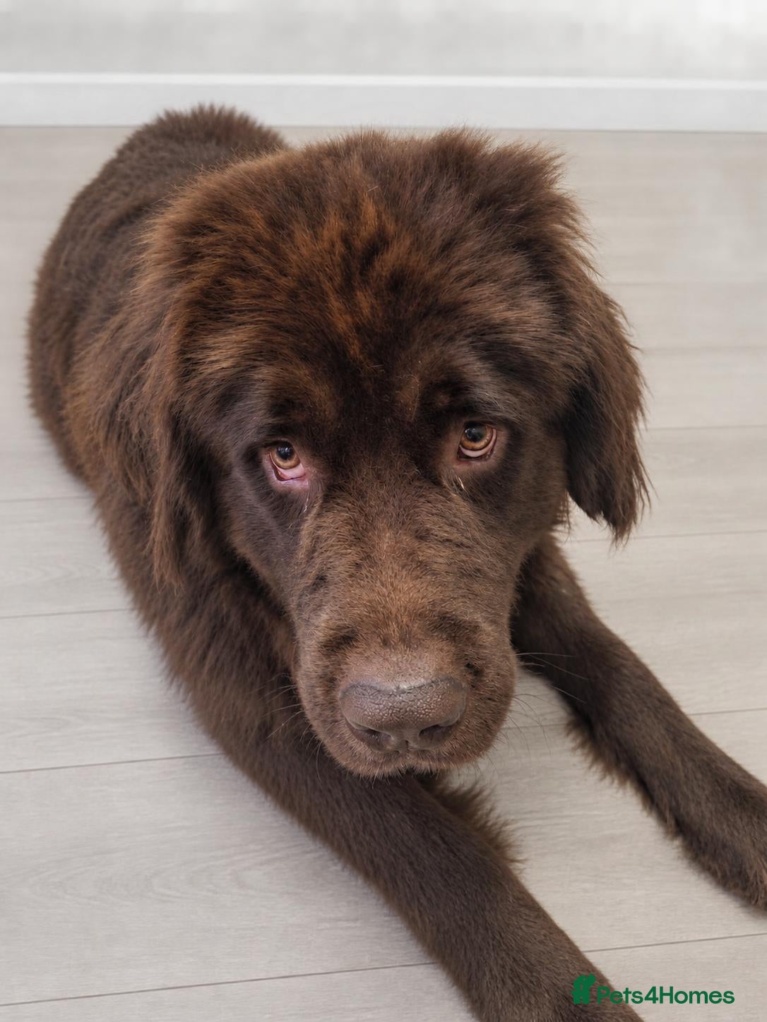 Newfoundland dogs for sale: Newfoundland puppies - Advert 1
