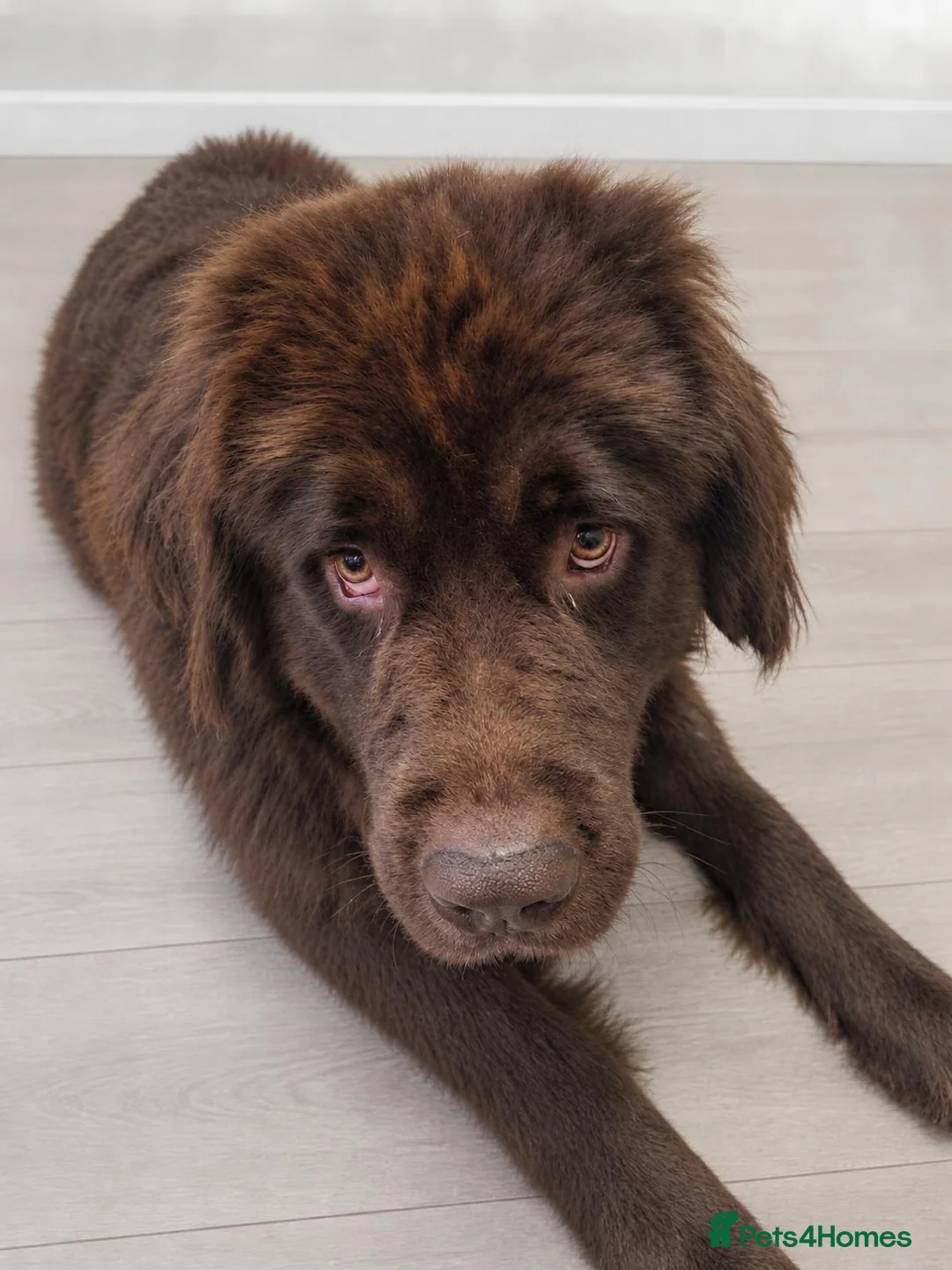 Newfoundland dogs for sale: Newfoundland puppies - Advert 1