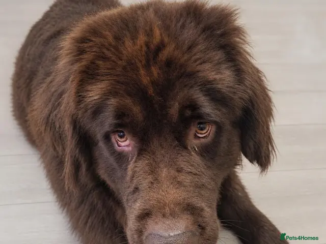 Newfoundland dogs for sale: Newfoundland puppies - Advert 1