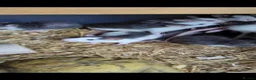 Rat rodents for sale: Rats various breeds male and female in Corby - Advert 21
