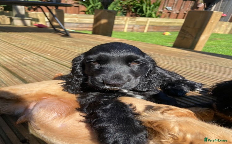 Cocker Spaniel dogs - Advert 4