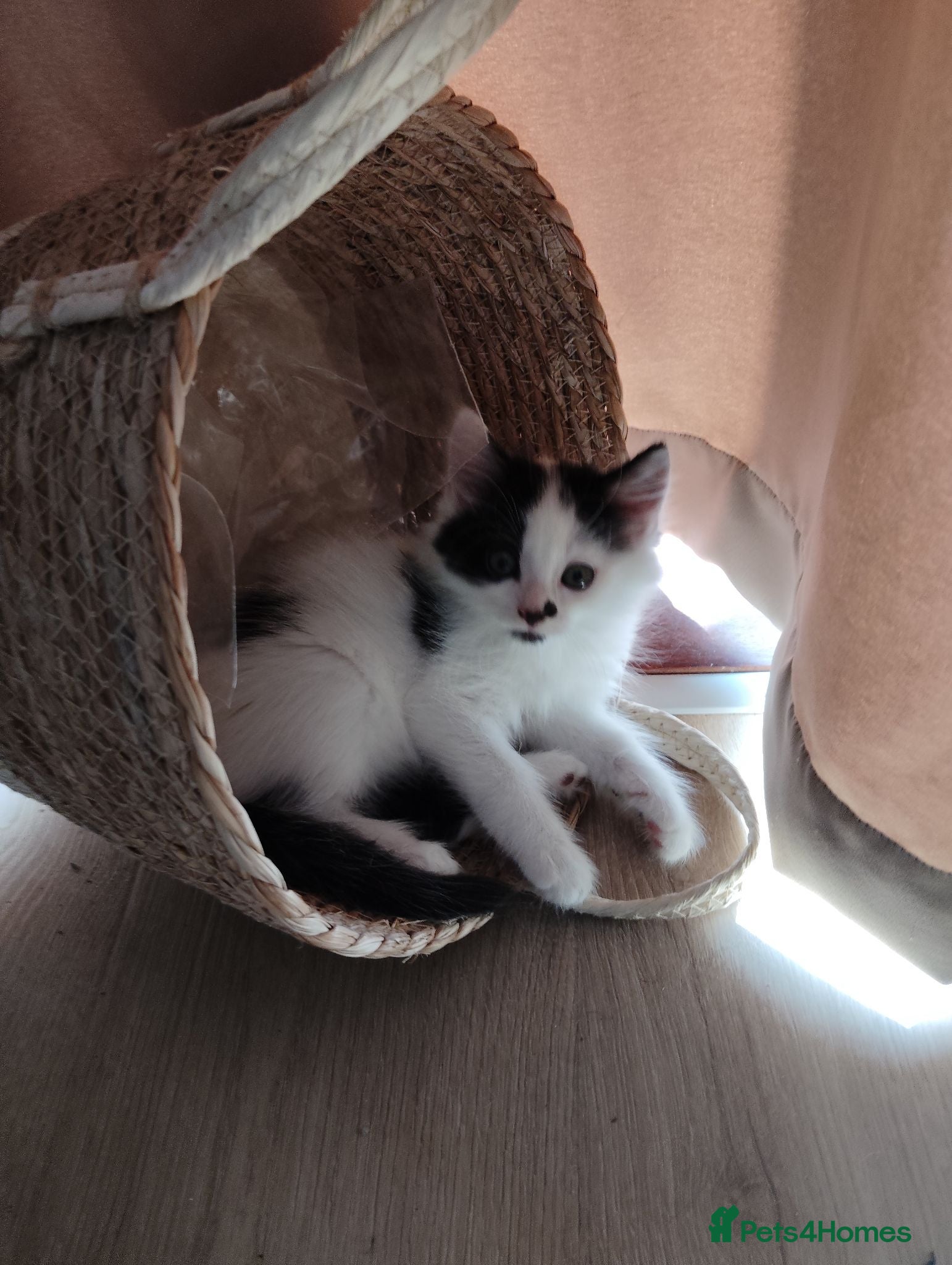 Mixed Breed cats Lovely kittens looking for their forever home. - Advert 1