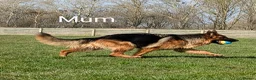 German Shepherd dogs for sale: Champion Show-Line KC Pups, Health Tested Parents - Advert 12