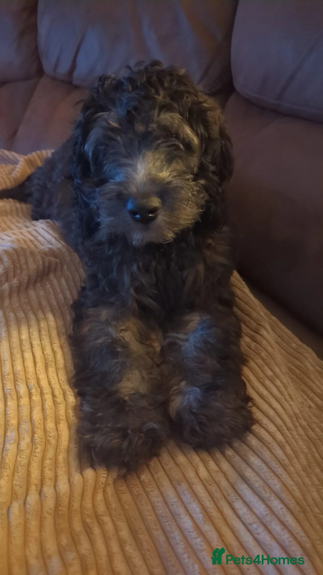 Cavapoo dogs for sale: Male cavapoo  - Advert 2