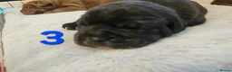 Mixed Breed dogs for sale: F1 BULLADOR PUPPIES - Advert 24