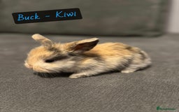 Mini Lop rabbits for sale: PURE BREED BABY MINI LOPS - Image 3
