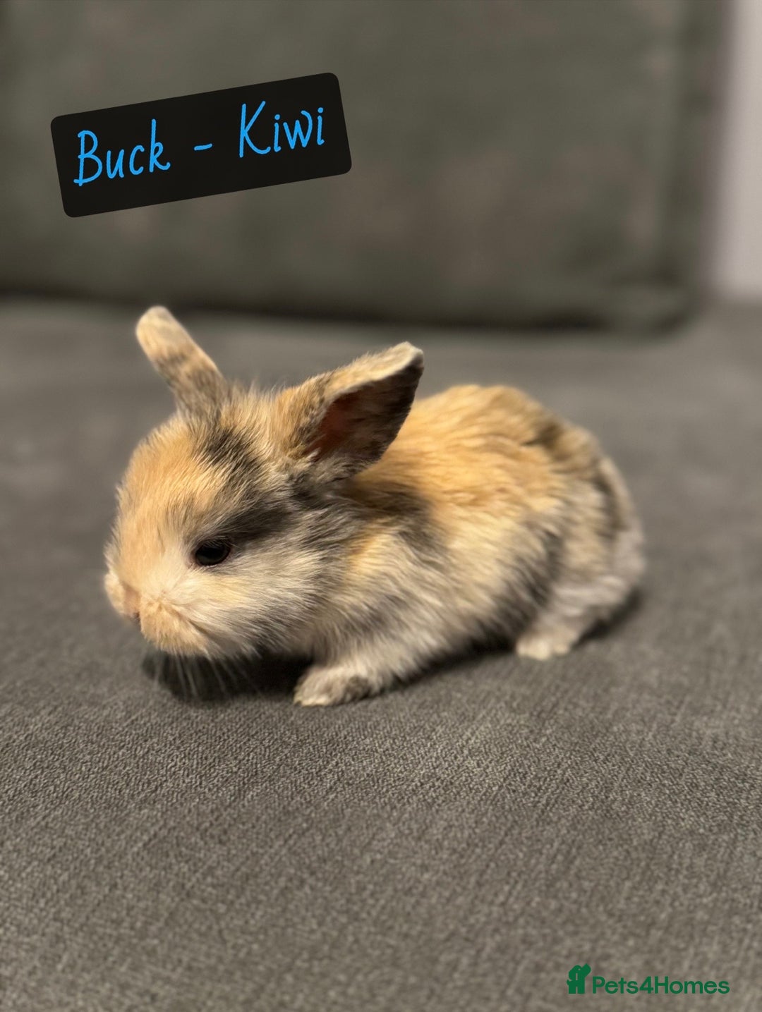 Mini Lop rabbits for sale: PURE BREED BABY MINI LOPS - Image 3