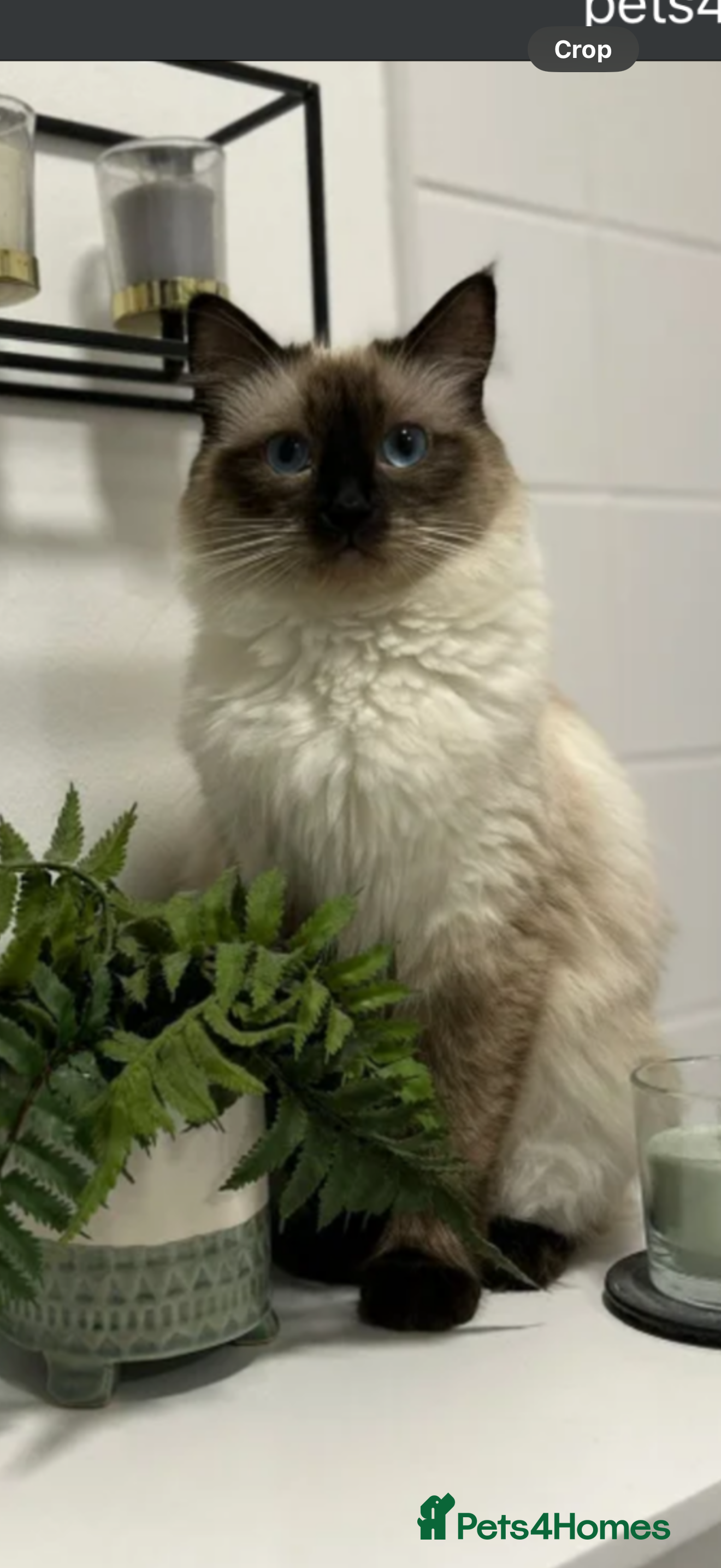 Ragdoll cats Beautiful pure bread ragdoll kitten  - Advert 1