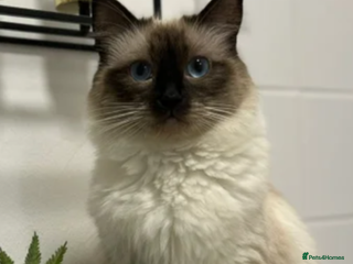 Ragdoll cats Beautiful pure bread ragdoll little - Advert 3