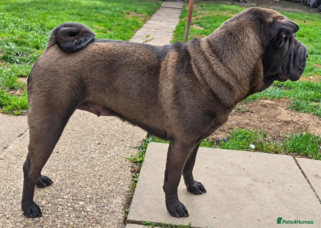 Shar Pei dogs for sale: KC Shar Pei - Advert 2