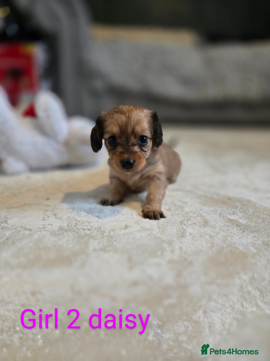Chiweenie dogs for sale: Chweenies for sale  - Image 3