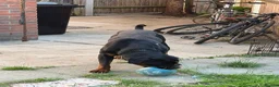 Rottweiler dogs for sale: German Boxed Head Rottweiler Male 1year + - Advert 5