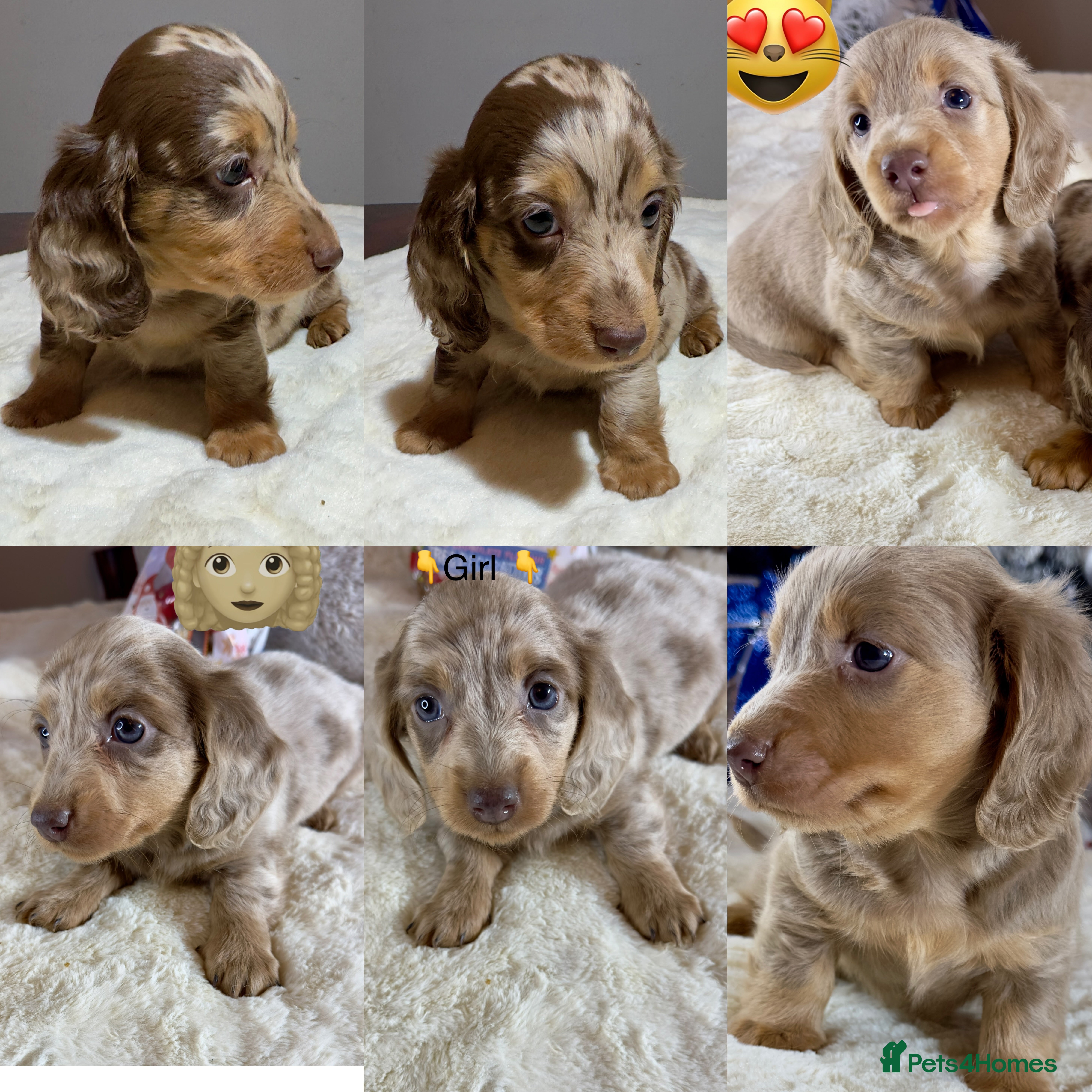 Miniature Dachshund dogs Dachshund miniature long hair - Advert 8