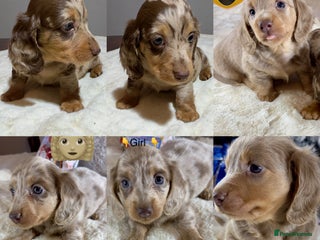 Miniature Dachshund dogs Dachshund miniature long hair - Advert 8