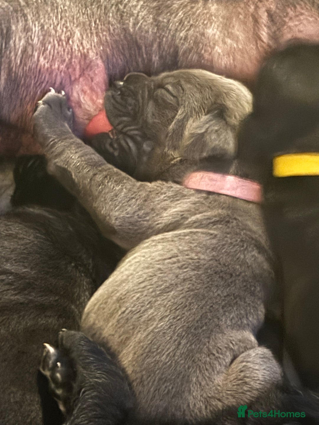 Cane Corso dogs for sale: Cane corso puppies  - Advert 2