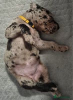 Great Dane dogs Exceptional pups, extensively health tested parent - Advert 5