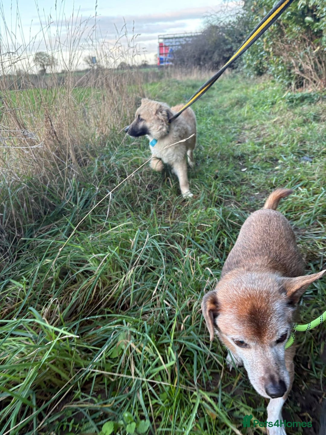 Mixed Breed dogs for adoption: Finn - Norwich Norfolk  - Advert 13