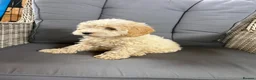Cockapoo dogs for sale: 5 beautiful cockapoos  in Leighton Buzzard - Advert 3