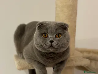 Scottish Fold cats Up for stud - Advert 18