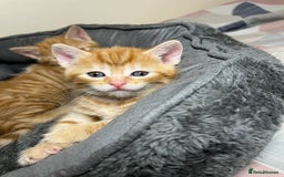 Mixed Breed cats for sale: 🐾 Adorable Litter of 5 Playful Kittens  - Image 9