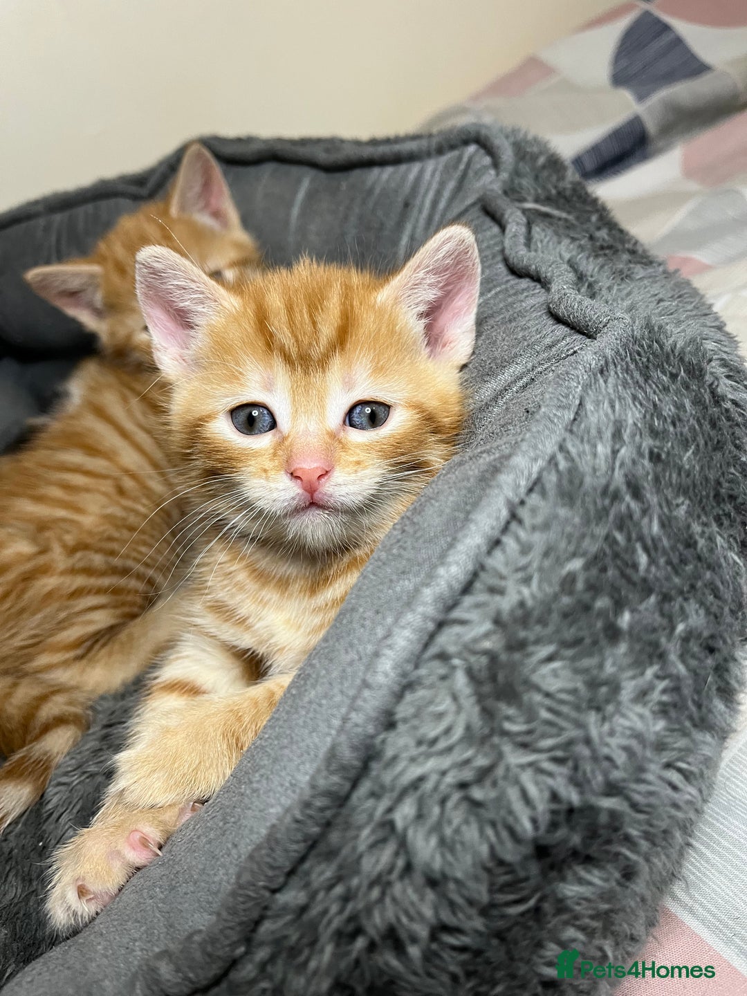 Mixed Breed cats for sale: 🐾 Adorable Litter of 5 Playful Kittens  - Image 9