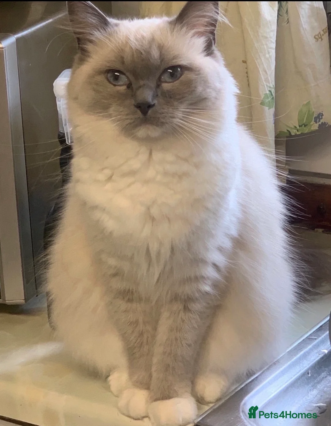 Ragdoll cats for sale: Stunning Ragdoll kittens  - Advert 1