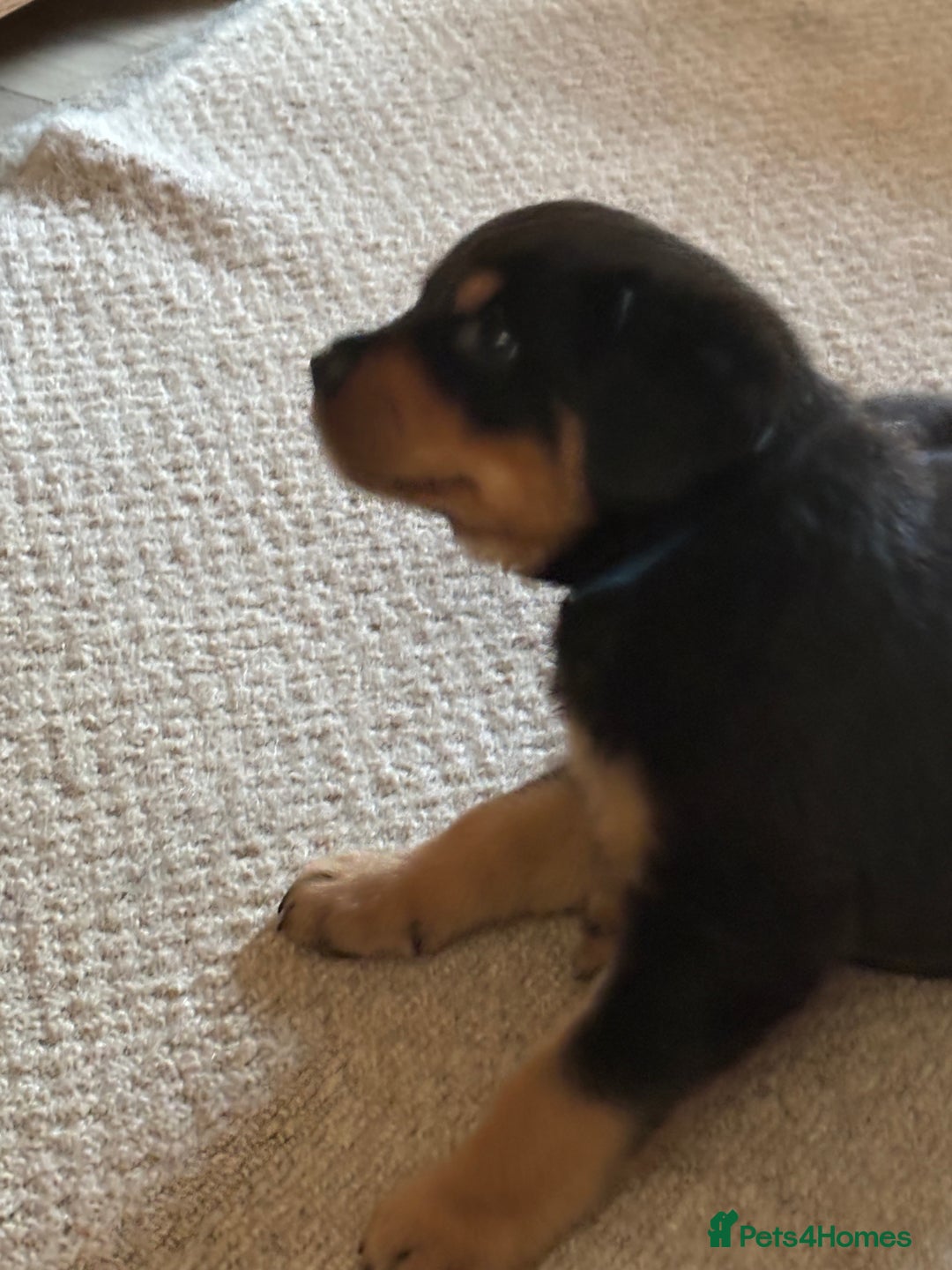 Mixed Breed dogs for sale: Rottweiler x puppys - Image 8