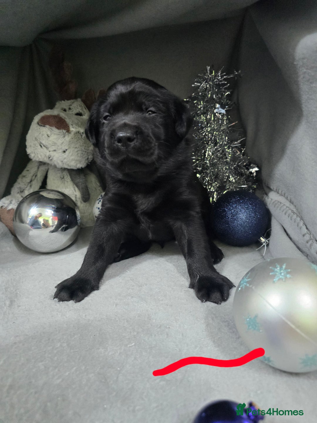Labrador Retriever dogs for sale: Chunky cute lab pups for sale - Image 18