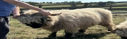 Sheep livestock for sale: Pedigree registered Valais Blacknose ewes - Advert 3
