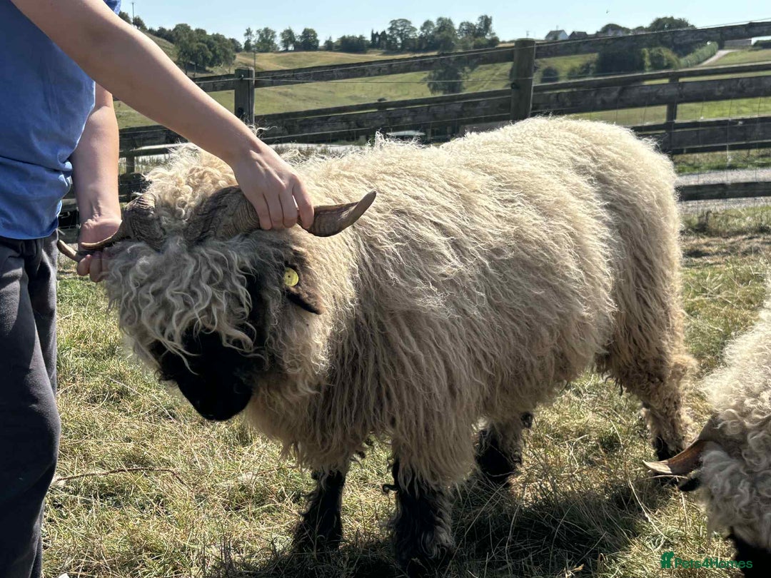Sheep livestock for sale: Pedigree registered Valais Blacknose ewes - Advert 3