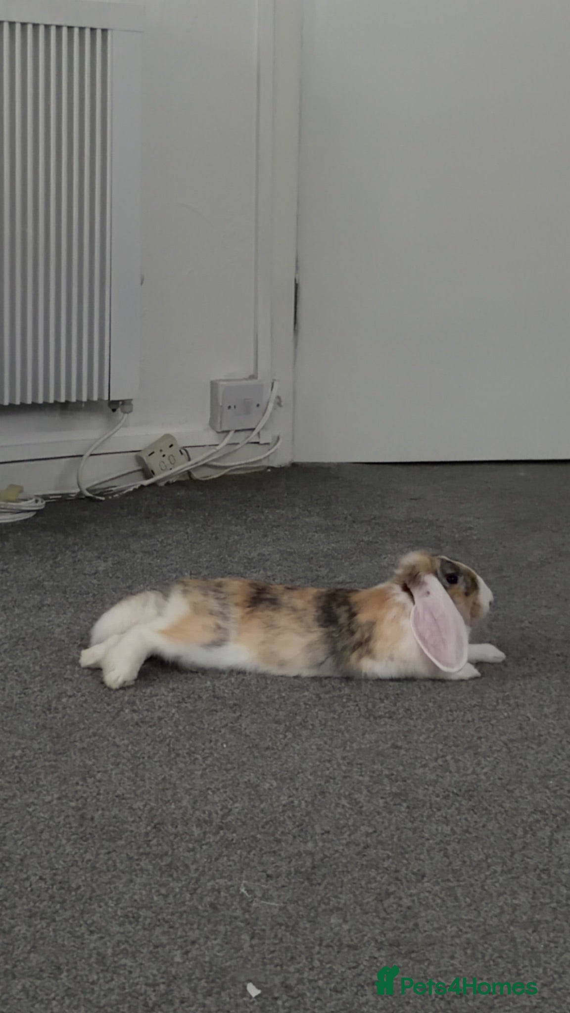 Mixed Breed rabbits 9 month old rabbit  - Advert 6