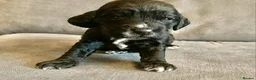 Cockapoo dogs for sale: A litter of beautiful cockapoos in Manchester - Advert 14