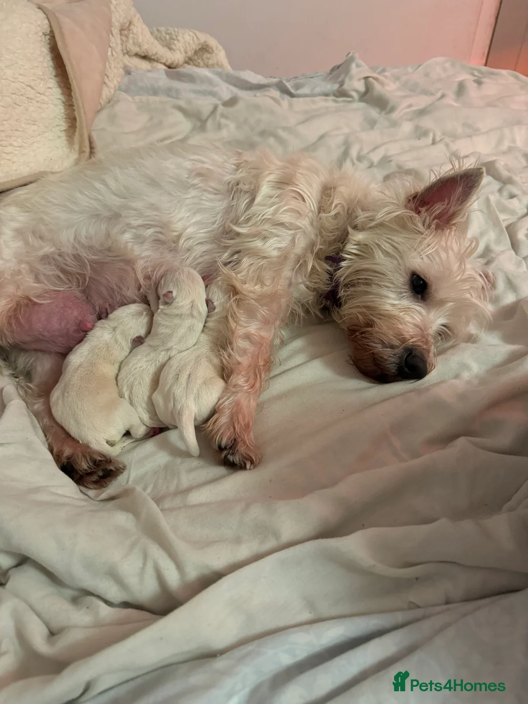 West Highland Terrier dogs for sale: 3 Wonderful Westie Pups in Hemel Hempstead - Advert 1