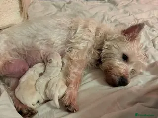 West Highland Terrier dogs 3 Wonderful Westie Pups - Advert 1